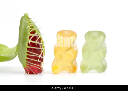 Dionée (Dionaea muscipula), avec l'ours gummi piégés, jelly baby Banque D'Images