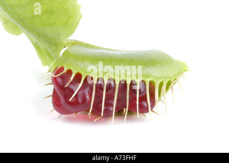 Dionée (Dionaea muscipula), avec l'ours gummi piégés, jelly baby Banque D'Images