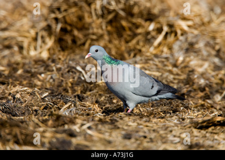 Pigeon colombin Columba oenas cherchant de la nourriture sur les muck heap ashwell hertfordshire Banque D'Images