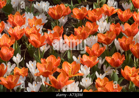 Red Tulipa Kaufmanniana CHANTS D'AMOUR tulipes et fleurs de crocus blanc fleurissant dans les jardins de Keukenhof, lisse, Hollande. Beau paysage floral printanier. Banque D'Images