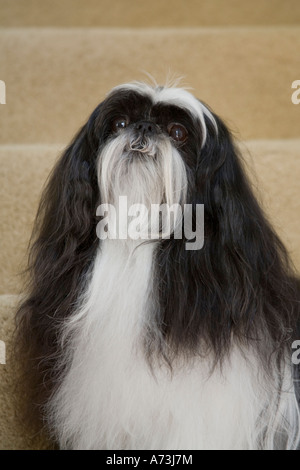 Un poil long noir et blanc shih tzu chien assis sur la moquette beige escaliers en haut. Banque D'Images