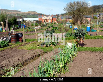 Vue sur jardins allotissement à Crickhowell Powys Pays de Galles UK en regardant vers la montagne de la table et maisons Banque D'Images