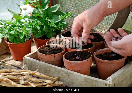 La plantation de haricots dans la serre au printemps Banque D'Images