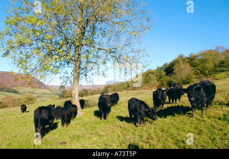 Noir gallois le pâturage pâturage de graminées sur la ferme biologique biodynamique à Cwmyoy Monmouthshire South Wales UK Banque D'Images