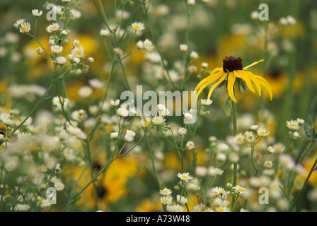 Rudbeckie hérissée (Rudbeckia hirta) et daisy fleabane Eriger (annnuus) Banque D'Images