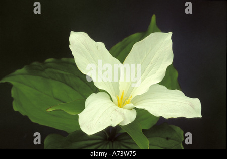 Michigan, Wilderness State Park. Pétale quatre trille blanc (Trillium grandiflorum). Banque D'Images