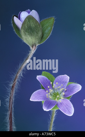 NA, USA, Michigan, Lapeer. Tour à lobes hepatica bourgeon et fleur (Hepatica americana) Banque D'Images