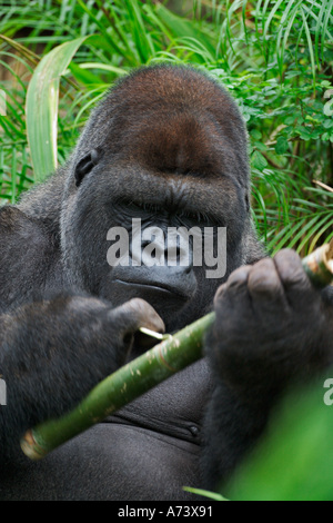 Silverback Gorille travaillant avec l'outil, En Captivité Gorille Banque D'Images