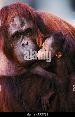 Femme avec bébé orang-outan de Sumatra, Pongo pygmaeus Banque D'Images