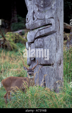 Amérique du Nord, Canada, îles de la Reine-Charlotte, Village Ninstints, Sitka deer entre poteaux Haida Banque D'Images