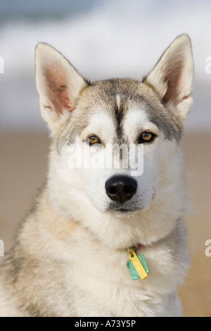 Portrait de chien Husky Sibérien sur Beach UK Banque D'Images