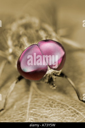 Close up of les yeux composés d'une 'Horse Fly' Banque D'Images