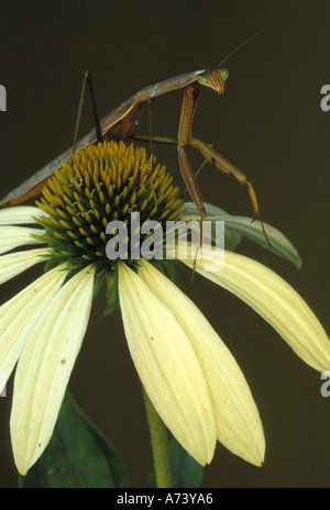 Michigan, Rochester. La mante religieuse sur l'cône blanc Mantis religiosa (fleurs/ Echinacea purpurea Alba). Banque D'Images