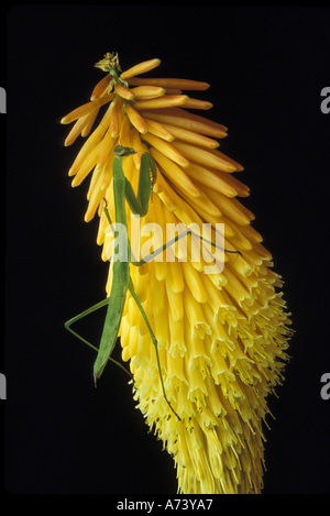 Michigan, Rochester Hills. Praying Mantis sur Red Hot Poker Plant (Mantis religiosa). Banque D'Images