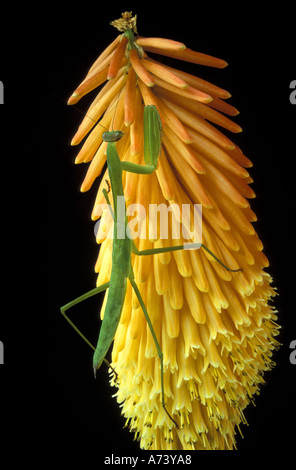 Michigan, Rochester Hills. Praying Mantis sur Red Hot Poker Plant (Mantis religiosa). Banque D'Images