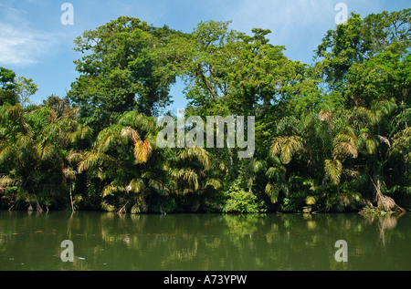 Palmiers raphia et d'autres arbres dans le Parc National de Tortuguero Costa Rica Amérique Centrale Banque D'Images