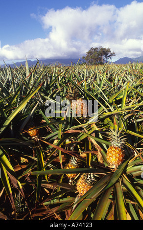 Champs d'Ananas Wahiawa Oahu Hawaii Banque D'Images