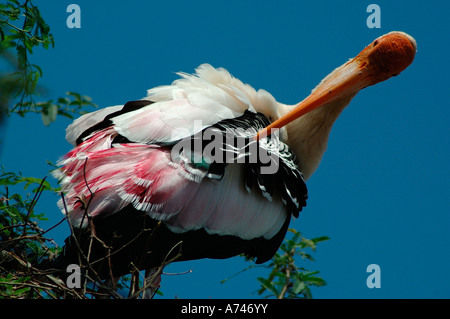 Cigogne peinte au repos. Banque D'Images