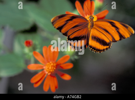 NA, USA, Floride, Butterfly World. Acraea Banque D'Images