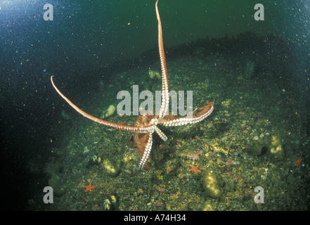 NA, USA, Pacific NW Pulpe géante (Octopus dofleini) Banque D'Images