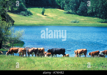 Troupeau de vaches de boire de l'étang Banque D'Images