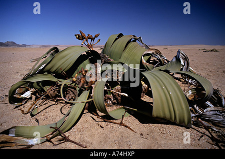 Welwitschia Welwitschia Welwitschia mirabilis Appartements à l'est de Swakopmund, Namibie, Afrique du Sud Banque D'Images