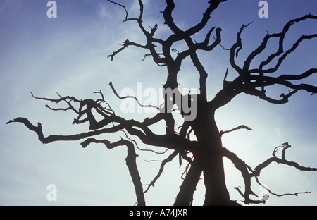 Silhouette contre ciel voilé purple sky de chêne anglais morts ou Quercus robur tree Banque D'Images