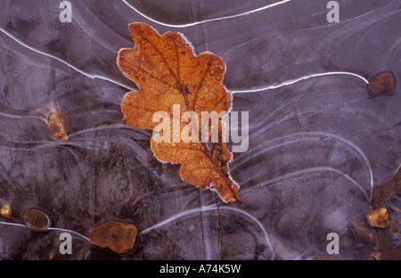 Grumes de gel unique feuille de chêne brun couché sur flaque peu profonde qui a gelé dans la glace avec de belles formations ligne ondulée Banque D'Images