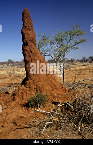 Tour de termites nichent dans le sol du désert rouge Afrique Namibie Damaraland Banque D'Images