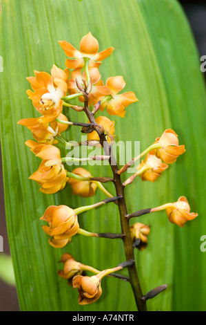 Fleurs jaunes et oranges de l'orchidée Neomoorea Irrorata sur fond de feuilles vertes, originaires du Panama et de la Colombie. Banque D'Images