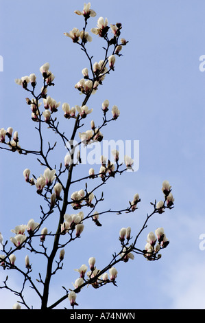 Belles fleurs de Magnolia blanc sur une branche d'arbre au printemps avec un fond de ciel bleu vif. Banque D'Images