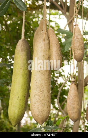 Grands fruits suspendus de l'arbre à saucisses (Kigelia africana), famille des Bignoniaceae, poussant dans un environnement forestier tropical luxuriant. Banque D'Images