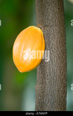 Fruit de cacao jaune - gousse de cacao Theobroma poussant sur un tronc d'arbre dans la région amazonienne, Amérique du Sud. Gros plan d'une gousse de cacao mûre. Banque D'Images