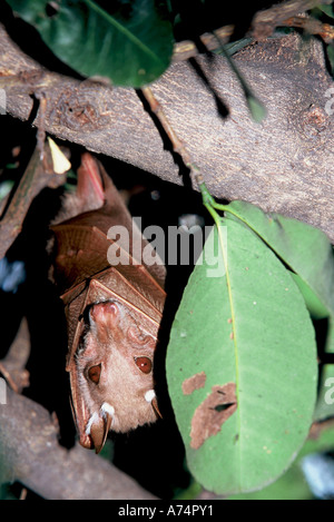 Peter's Fruit Epauleted Bat se percher, Epomophorus crypturus Banque D'Images