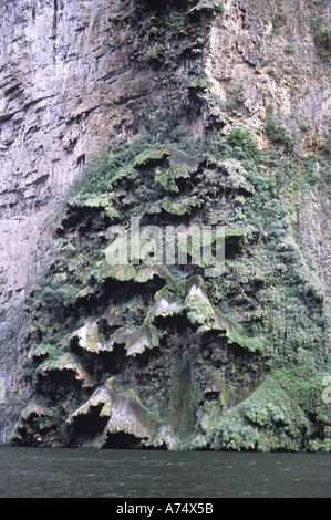 Le Mexique, Chiapas, Canyon du Sumidero Parc National. La chute des arbres de Noël est couvert de mousse formation canyon Banque D'Images