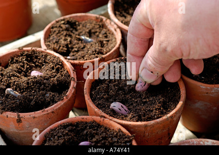 La plantation de haricots dans la serre au printemps Banque D'Images