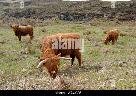 Highland cattle île de Mull, dans les Hébrides intérieures, Argyll and Bute, Ecosse Banque D'Images