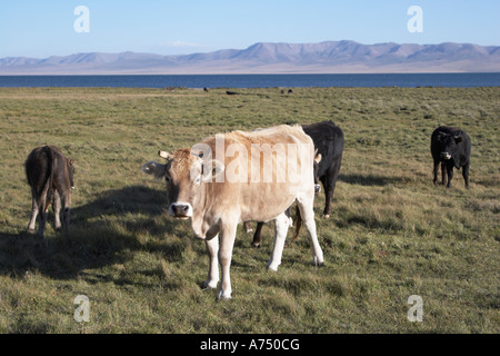 Vaches qui paissent dans les pâturages autour du lac Song Kol Banque D'Images