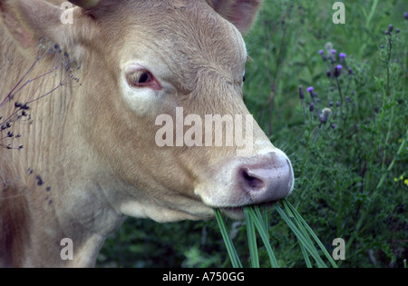 Vache mange de l'herbe dans un champ vert Banque D'Images