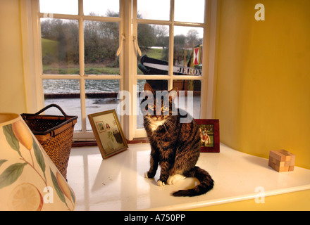 Un chat sur un rebord de fenêtre AVEC UN BATEAU hors du Royaume-Uni Banque D'Images