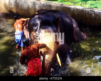 Le bain d'un éléphant GURUVAYOOR KERALA Banque D'Images