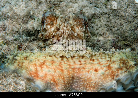 Reef octopus Octopus cyanea tête et détail des tentacules de l'atoll de Rongelap Micronésie Îles Marshall Banque D'Images