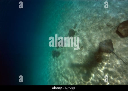 Grand groupe De whipray rose ou perle de stingray Himantura fai Marshall Micronésie Îles Rongelap Banque D'Images