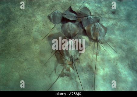 Grand groupe De whipray rose ou perle de stingray Himantura fai Marshall Micronésie Îles Rongelap Banque D'Images