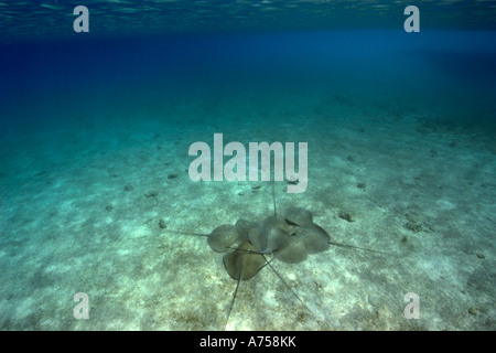 Grand groupe De whipray rose ou perle de stingray Himantura fai Marshall Micronésie Îles Rongelap Banque D'Images