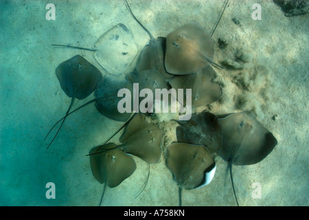 Grand groupe De whipray rose ou perle de stingray Himantura fai l'atoll de Rongelap Micronésie Îles Marshall Banque D'Images