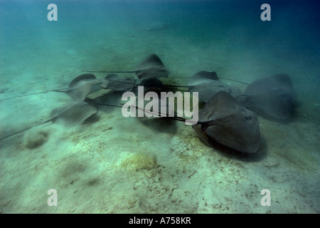 Grand groupe De whipray rose ou perle de stingray Himantura fai l'atoll de Rongelap Micronésie Îles Marshall Banque D'Images