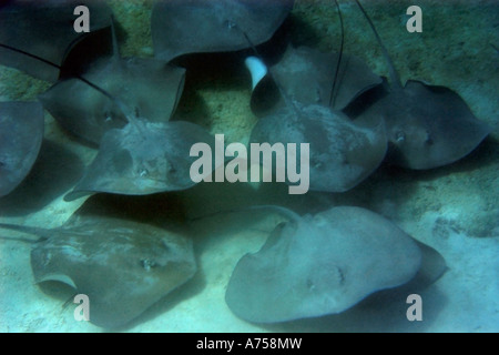 Grand groupe De whipray rose ou perle de stingray Himantura fai l'atoll de Rongelap Micronésie Îles Marshall Banque D'Images