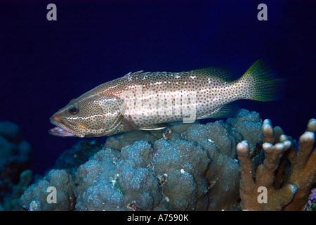 Mérou Anyperodon leucogrammicus bordée blanc avec bouche ouverte l'atoll de Rongelap Micronésie Îles Marshall Banque D'Images