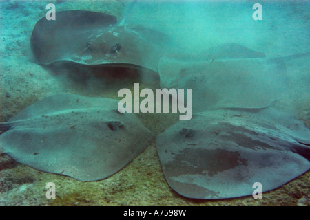 Grand groupe De whipray rose ou perle de stingray Himantura fai Marshall Micronésie Îles Rongelap Banque D'Images